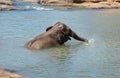 Young elephant calf bathing in a river water, taking a water in trunk and watering itself. Sri Lankan elephant is a subspecies of