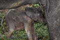 Young elephant calf happily drinking milk from its mother surrounded by lush vegetation Royalty Free Stock Photo