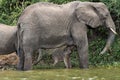 Young elephant calf happily drinking milk from its mother surrounded by lush vegetation Royalty Free Stock Photo