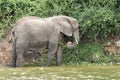 Young elephant calf happily drinking milk from its mother surrounded by lush vegetation Royalty Free Stock Photo