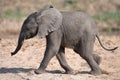 Young elephant Calf keeping up with mom Royalty Free Stock Photo