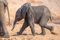 Young elephant Calf keeping up with mom Royalty Free Stock Photo