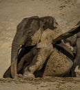 Young elephant calves playing in mud