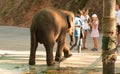 Elephant in captivity in chains in Thailand