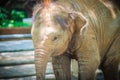 Young elephant is chained and it eye with tears look so pitiful.