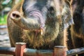 Young elephant is chained and it eye with tears look so pitiful.