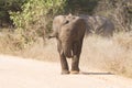 Young elephant charge aggressive along a road to chase danger Royalty Free Stock Photo