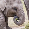 Young elephant Royalty Free Stock Photo