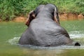 Young elephant closeup lies with his back in a river