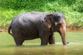 Young elephant closeup stands in a river
