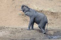 Young elephant Royalty Free Stock Photo