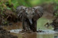 Young Elephant Walking Through Mud Puddle in Forest Royalty Free Stock Photo