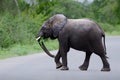 Young elephant crossing a road