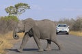 Yeild to baby elephant crossing road