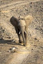 Young elephant cub runs to catch up to herd, Botswana Royalty Free Stock Photo