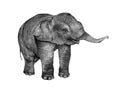 Young Elephant drawing from pencil Royalty Free Stock Photo
