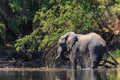 Young elephant dring water in a river Royalty Free Stock Photo