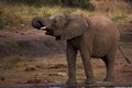 Young Elephant drinking 10640 Royalty Free Stock Photo