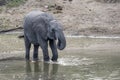 young elephant drinking in shallow waters of pond in shrubland at Kruger park, South Africa Royalty Free Stock Photo