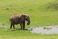 A young elephant drinking water
