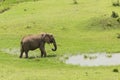 A young elephant drinking water