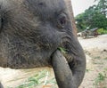 Young elephant eating Royalty Free Stock Photo