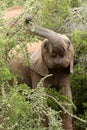 Young Elephant Eating Leaves Royalty Free Stock Photo