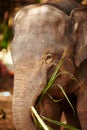 Feeding time at a Thai elephant reserve. A young elephant eating leaves - Closeup. Royalty Free Stock Photo