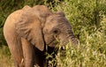 Young elephant grazing on a tree Royalty Free Stock Photo