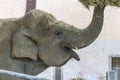 Young elephant eats hay