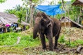 Young elephant grazing in a Thai village Royalty Free Stock Photo