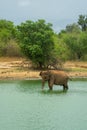 Young elephant having a bath in a jungle lake, Udawalawe, Sri Lanka