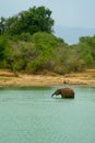 Young elephant having a bath in a jungle lake, Udawalawe, Sri Lanka