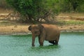 Young elephant having a bath in a jungle lake, Udawalawe, Sri Lanka