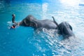 Young Elephant and his mother happiness swimming show for tourist.