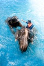 Young Elephant and his mother happiness swimming show for tourist.