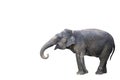Young elephant isolated on white background with clipping path s
