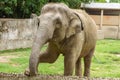 A Young Elephant at Kolkata Zoo Royalty Free Stock Photo