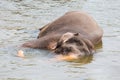 Young elephant lying in water