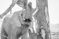 Young elephant making noise Royalty Free Stock Photo