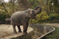 Young elephant with an open mouth and a close-up of its trunk. A roaring elephant in a zoo. An angry elephant Royalty Free Stock Photo