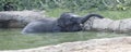 Young Elephant Partially Submerged in Pond