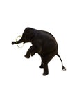 Young elephant play hoop