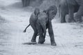 Young elephant play on a road while family feed artistic convers Royalty Free Stock Photo