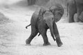 Young elephant play on road while family feed nearby in artistic