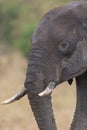 Young Elephant Portrait at Masai Mara National Park Royalty Free Stock Photo
