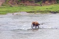 Young elephant in the river Royalty Free Stock Photo