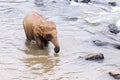 Young elephant in the river Royalty Free Stock Photo