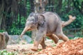 Young elephant running in the mud Royalty Free Stock Photo