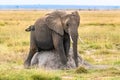 Young elephant scratching her belly Royalty Free Stock Photo